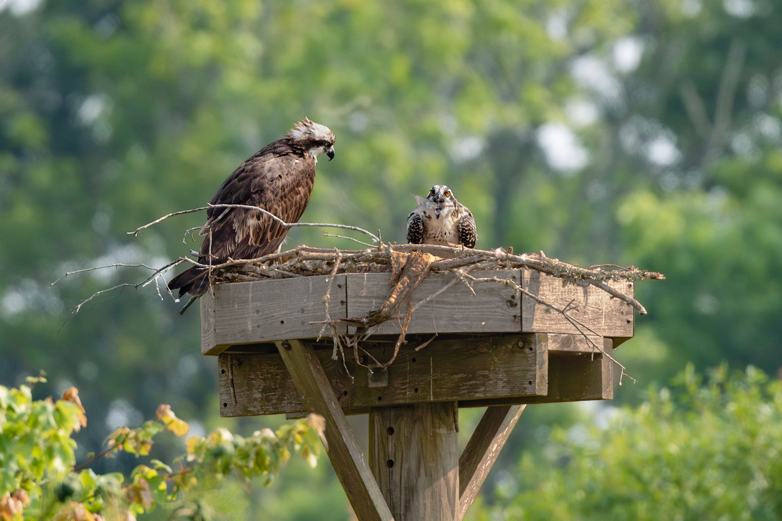 Osprey 99, Sea Trail