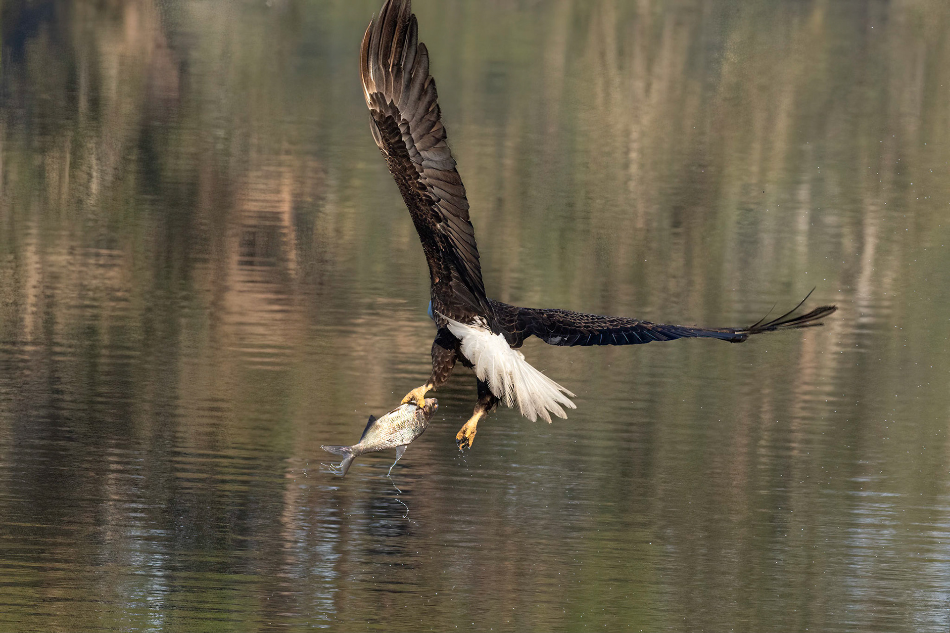 Bald Eagle 38, Carl Bazemore Platform, Sunset Beach
