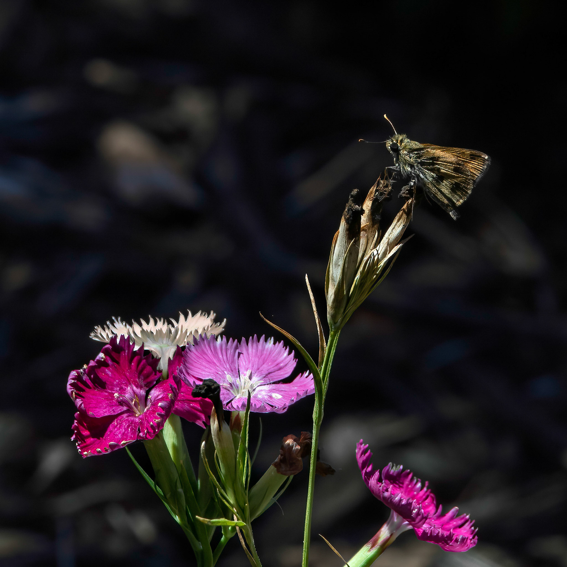 Clouded skipper? 1, Brunswick County Botanical Gardens