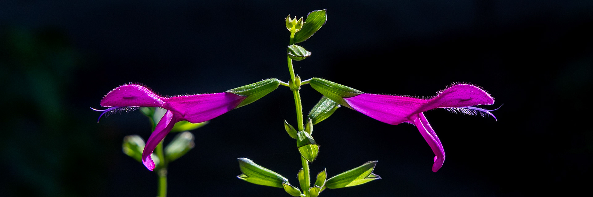 Anise-scented salvia or hummingbird salvia 5, Brunswick County Botanical Gardens