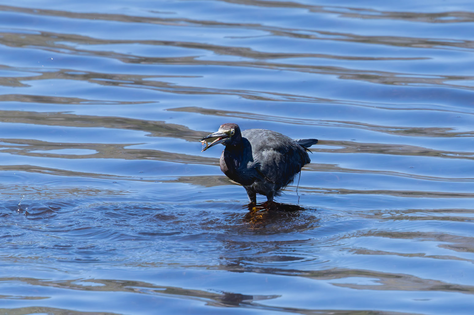 Little blue heron 34, Huntington Beach State Park, SC