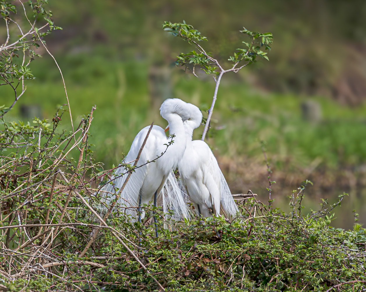 Great egret 72, Cypress Wetlands, Port Royal, SC