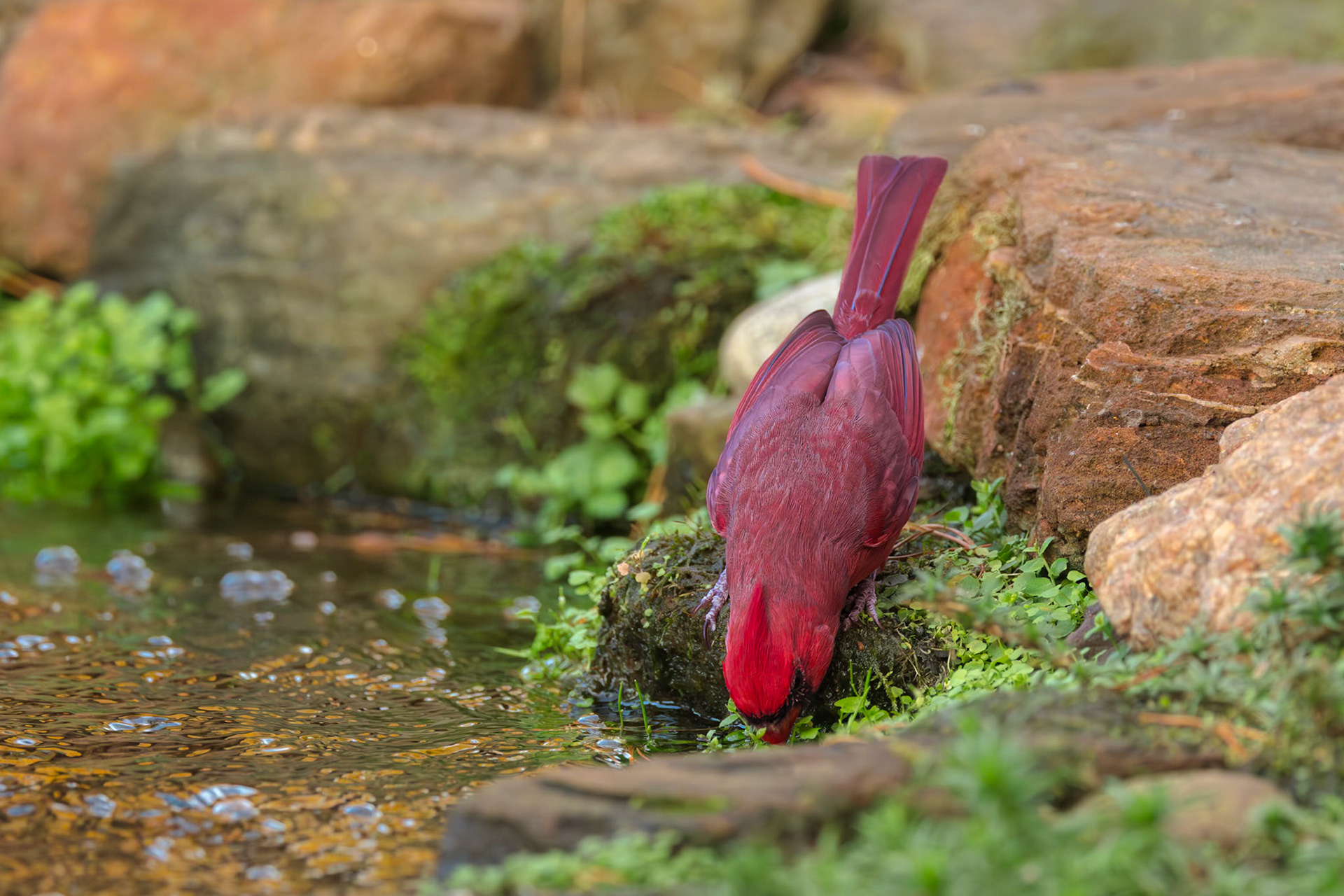 Male cardinal 11, The Nut House, Clemson, SC