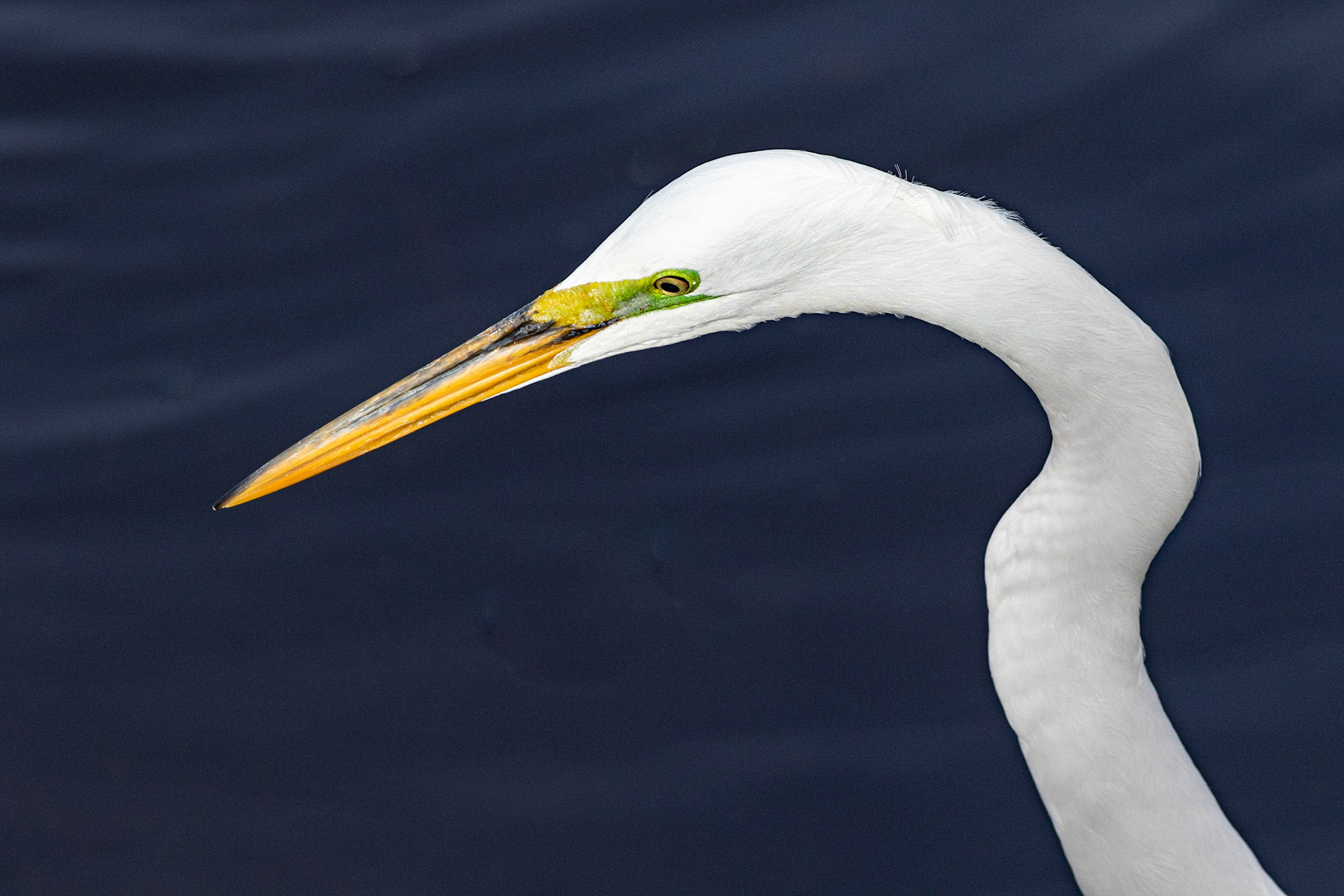 Great Egret 10, Huntington Beach State Park, SC