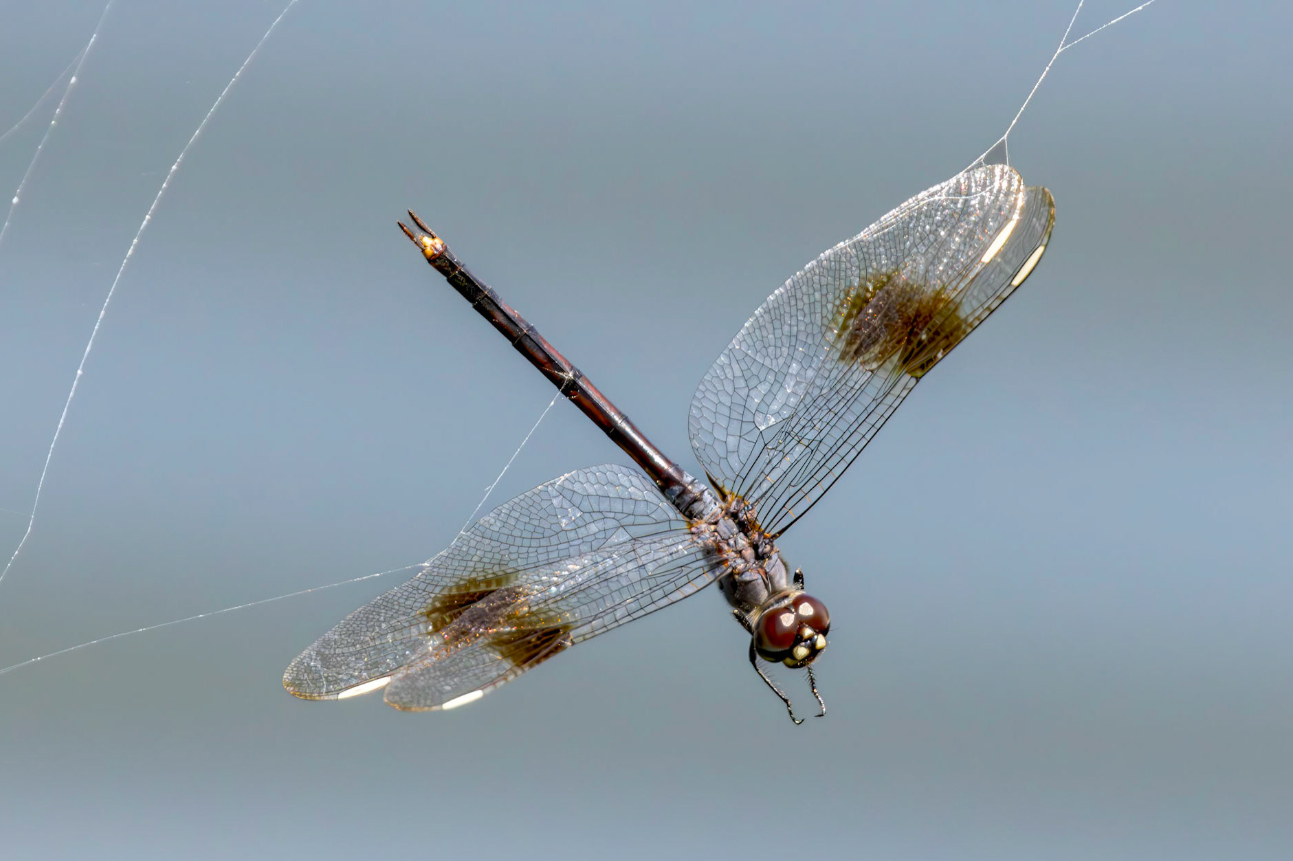 Four spotted pennant 2, Carl Bazemore Bird Walk