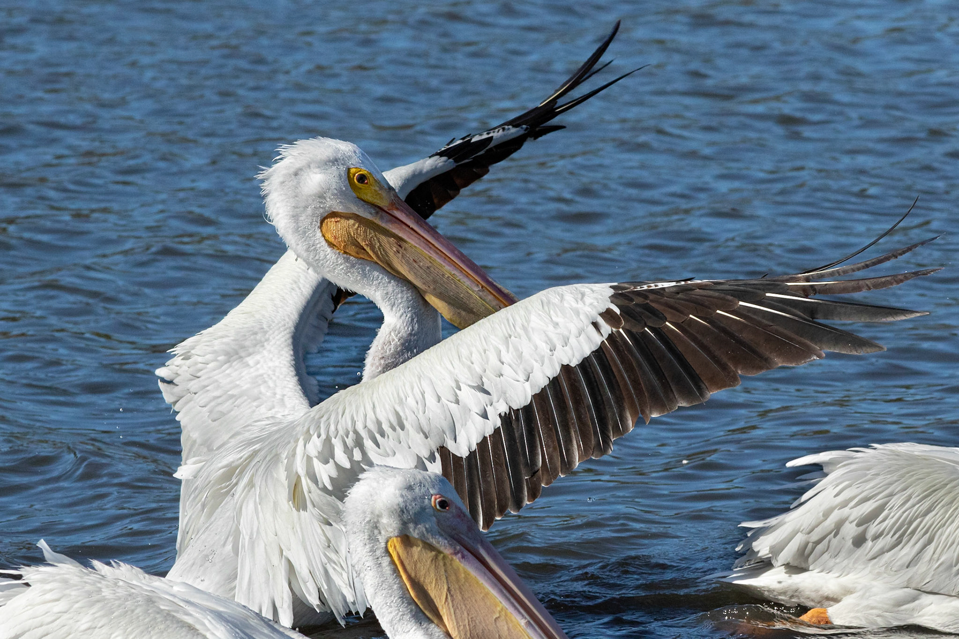 White pelicans 10, Huntington Beach SP, SC