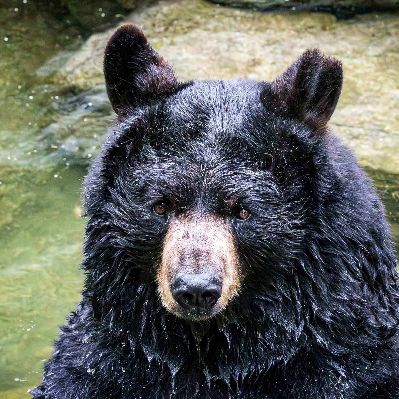 Black bear 13, Grandfather Mountain, NC