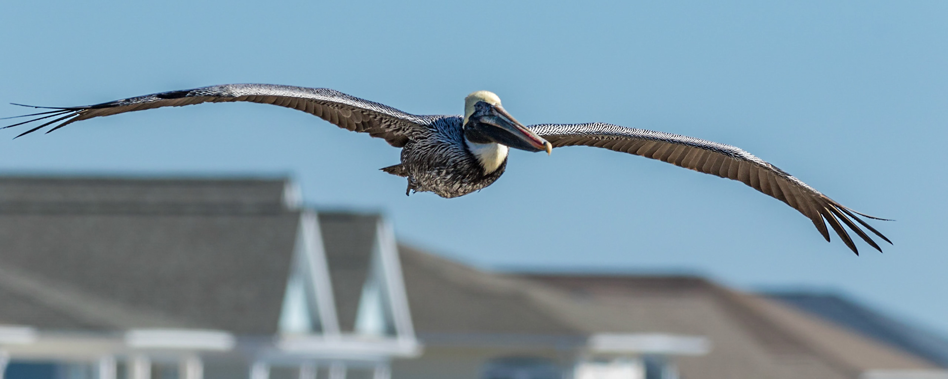 Pelicans 54, OIB east end