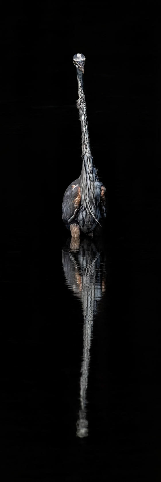 Great blue heron 73, Huntington Beach State Park, SC