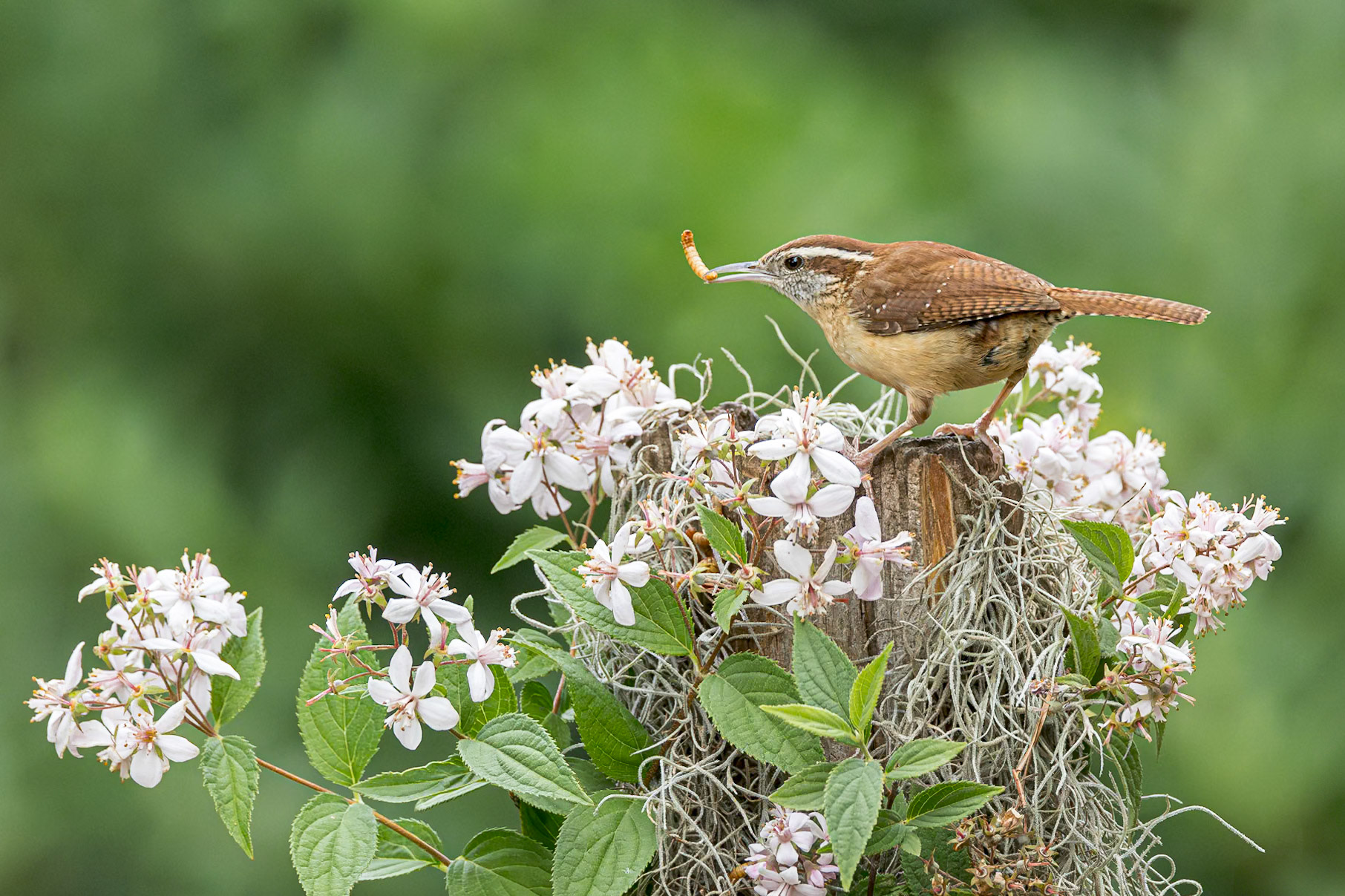 Carolina Wren 4, The Nut House, Clemson, SC