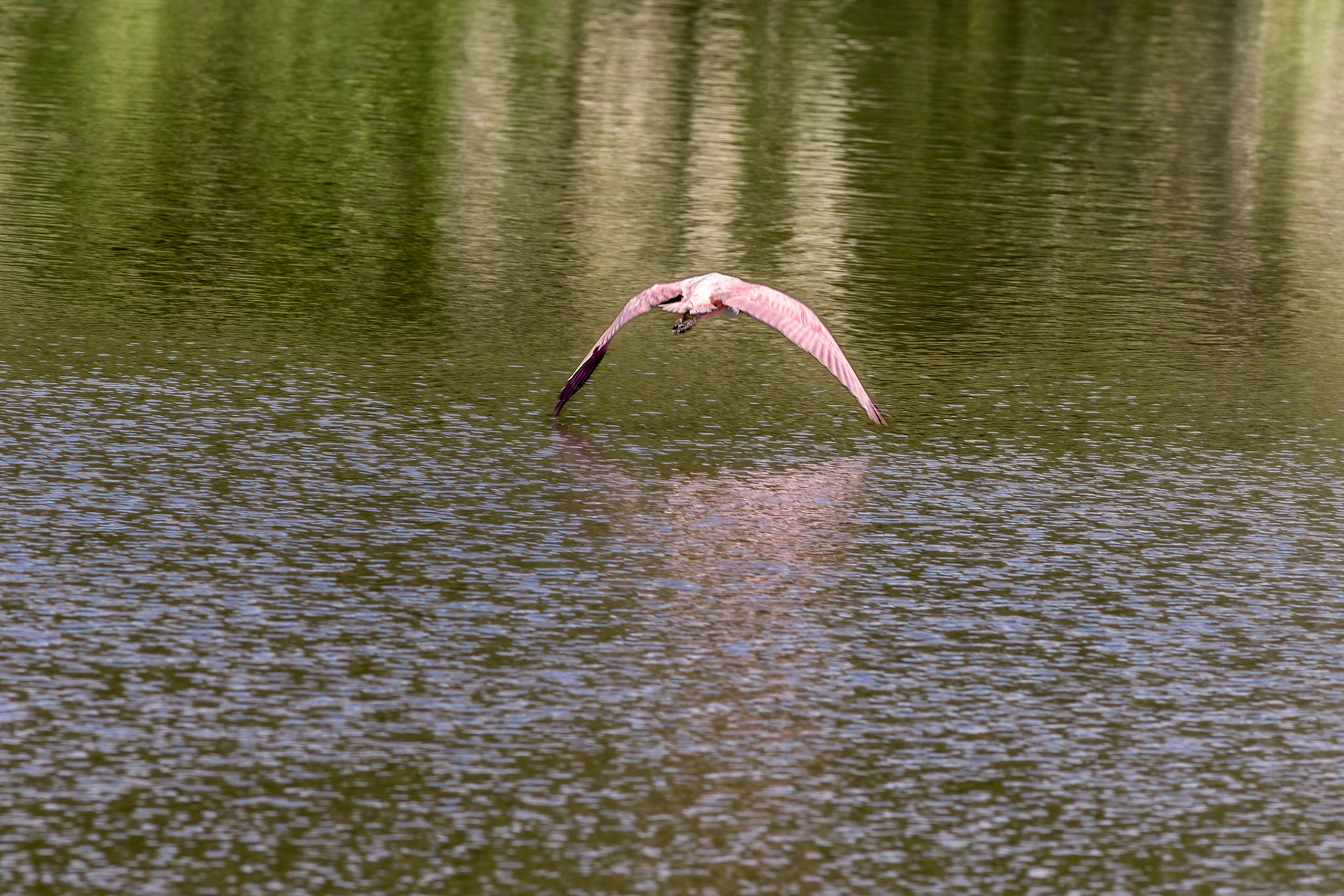 Roseate spoonbill 3, Airlie Gardens