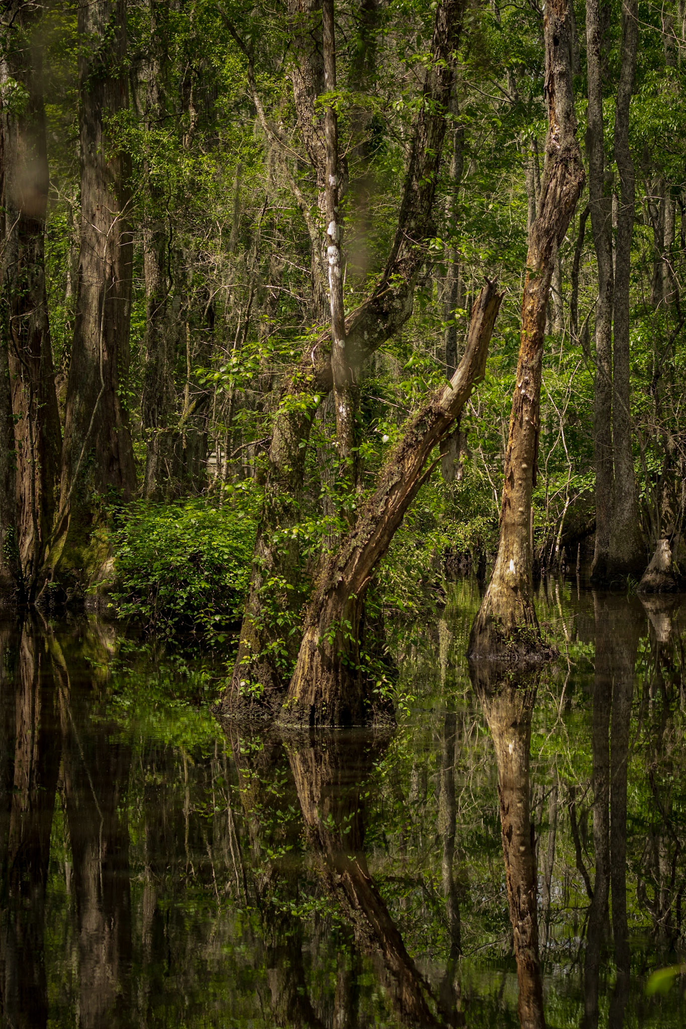 Beidler Audubon Forest, SCAIR 74