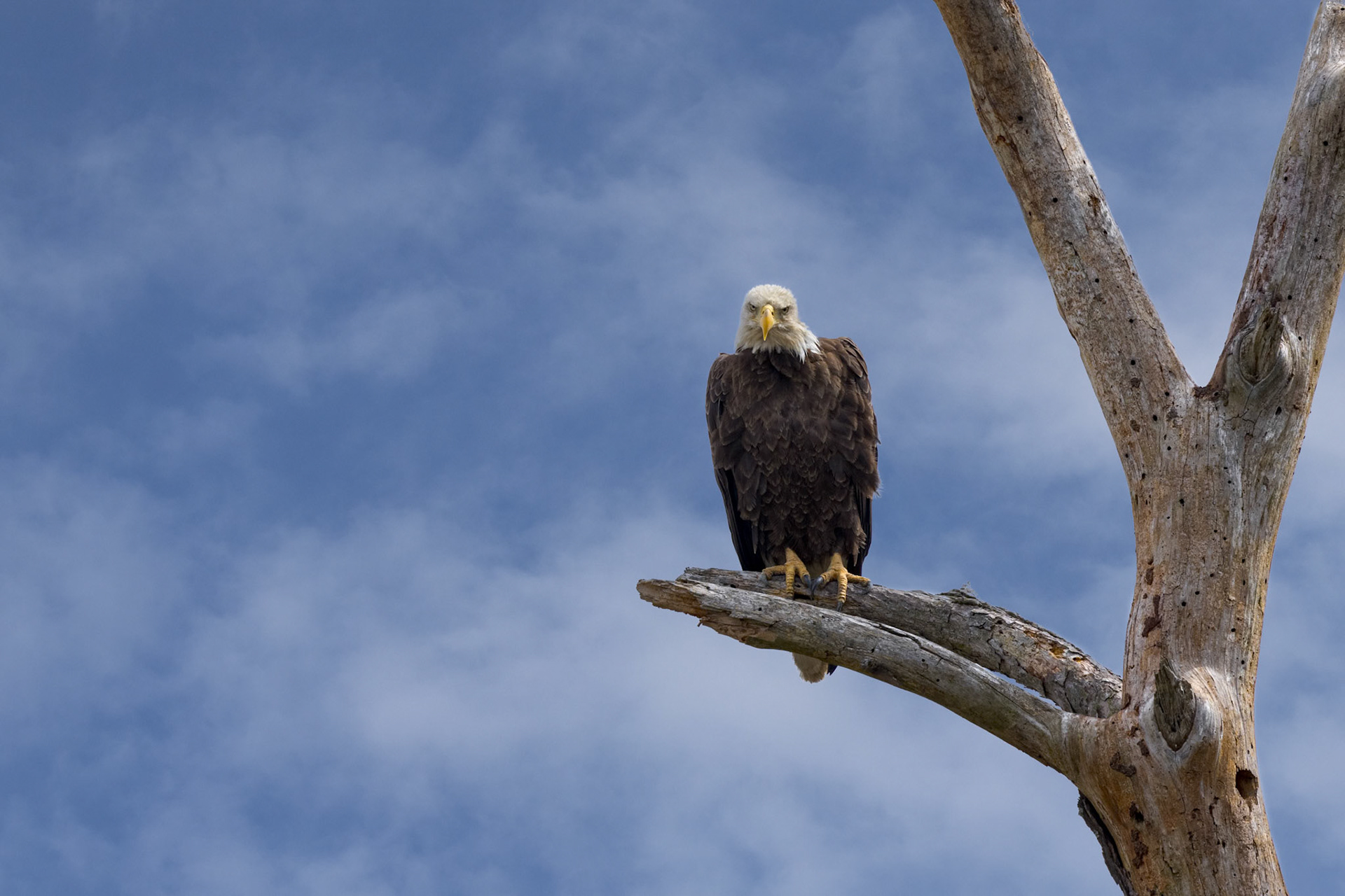 Bald eagle 52, Huntington Beach State Park, SC