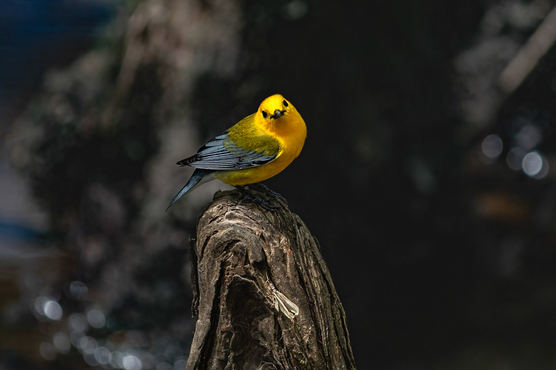 Prothonotary warbler 7, Beidler Audubon Forest