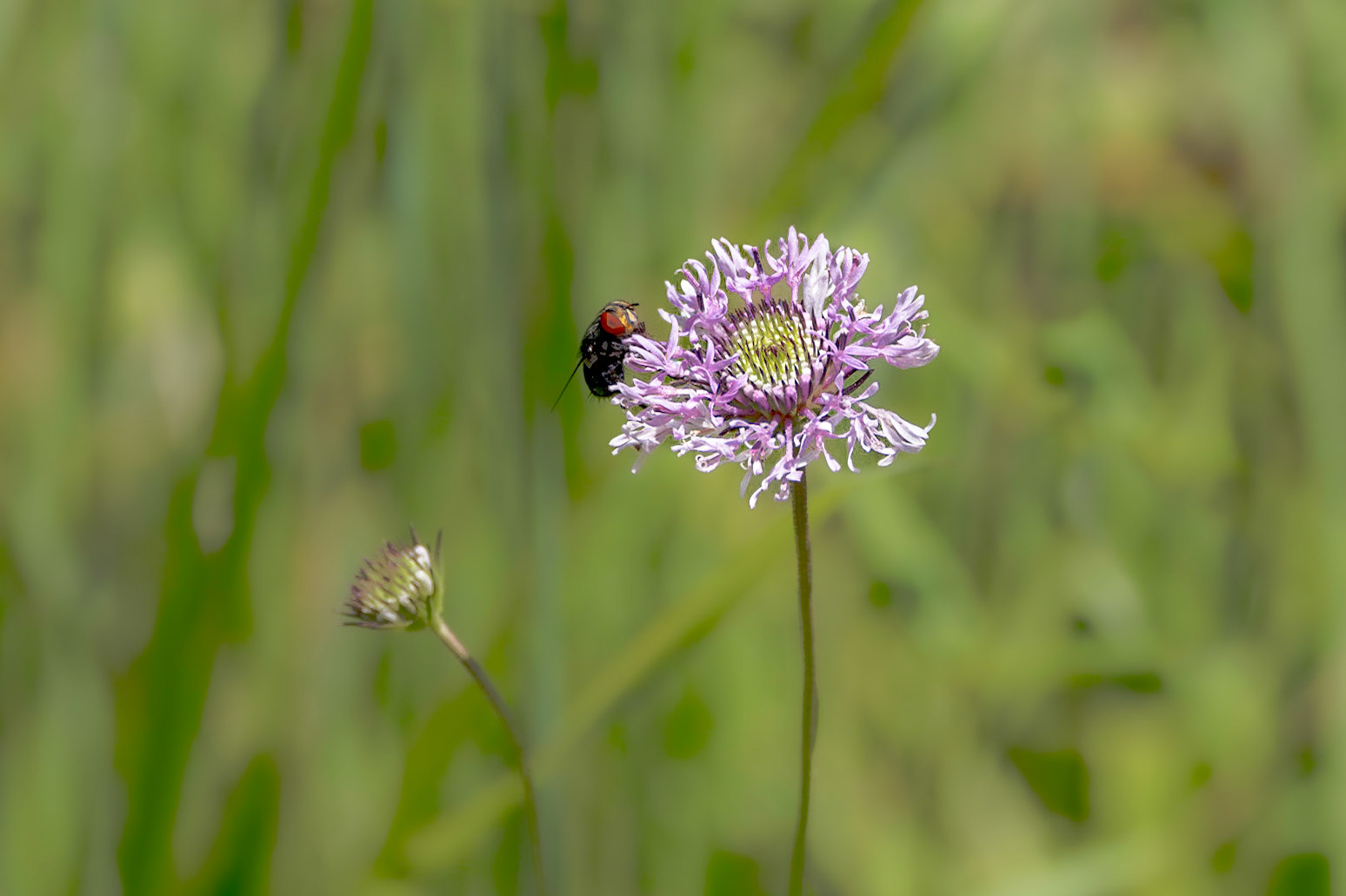 Grassleaf Barbara's-Buttons 4, Green Swamp Area