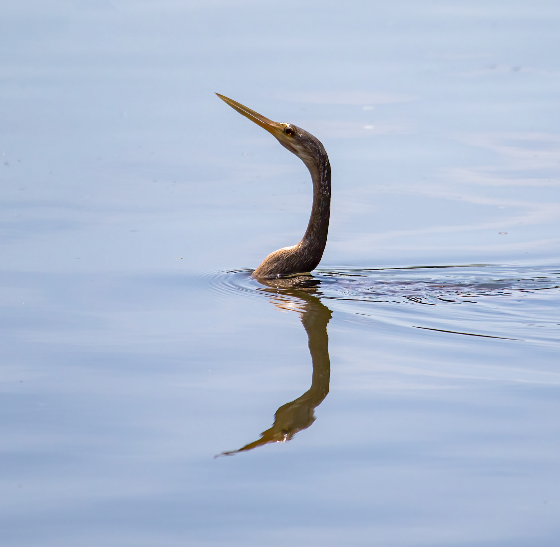 Anhinga 2, Airlie Gardens