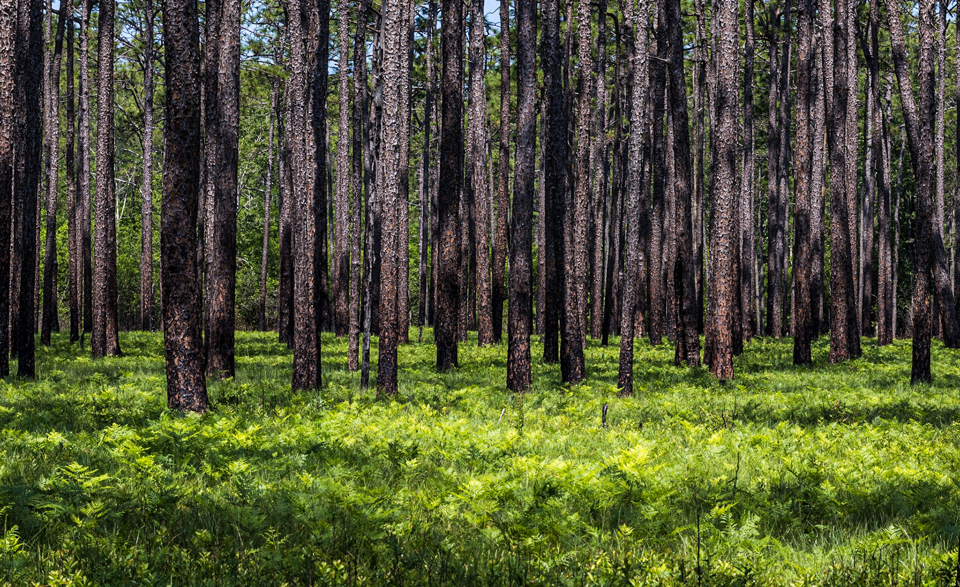 Greenswamp Pine Barren 7