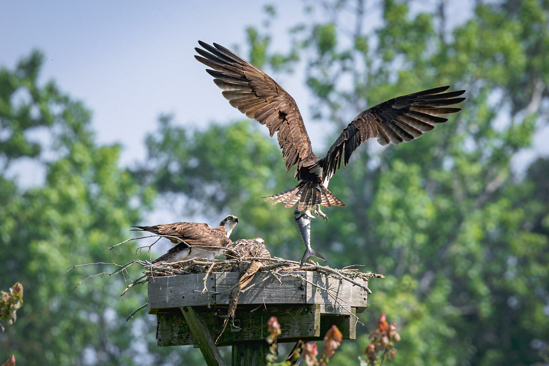 Osprey 92, Sea Trail