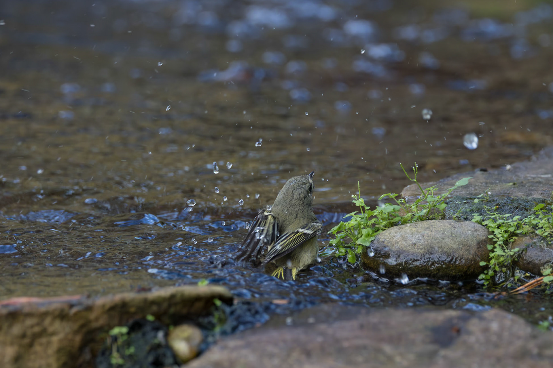 Ruby crowned kinglet 4, The Nuth House, Clemson, SC