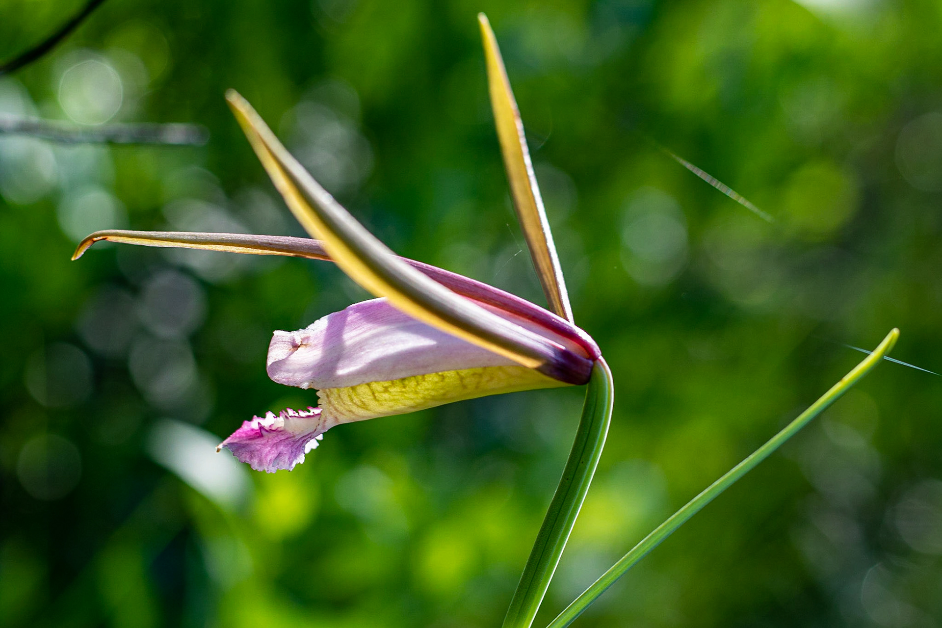 Rosebud orchid 1, Green Swamp Preserve