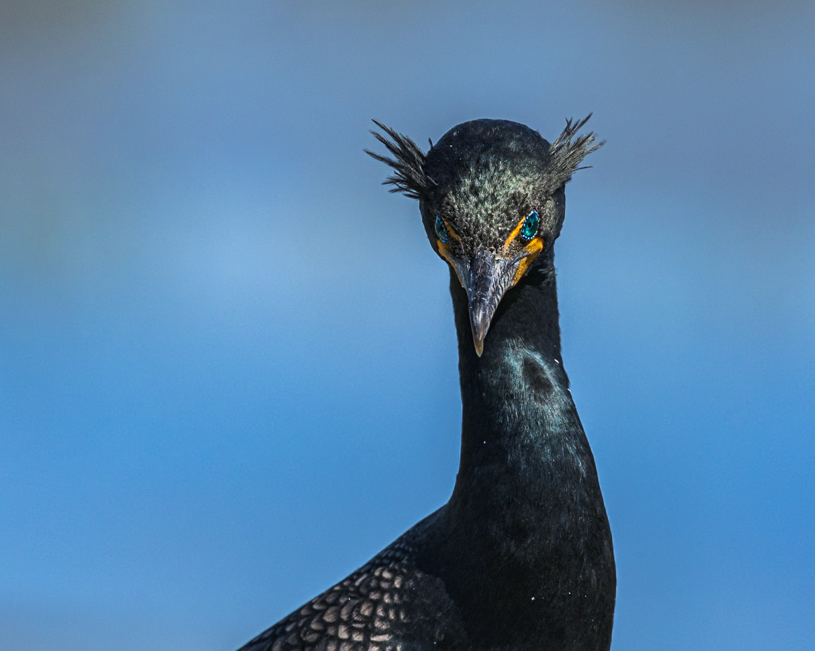 Cormorant 16, Huntington Beach State Park, SC