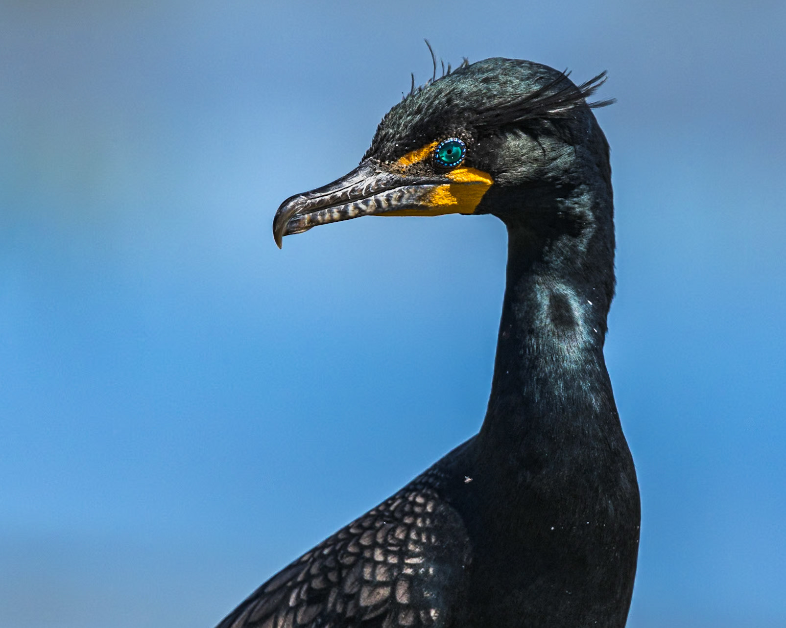 Cormorant 17, Huntington Beach State Park, SC