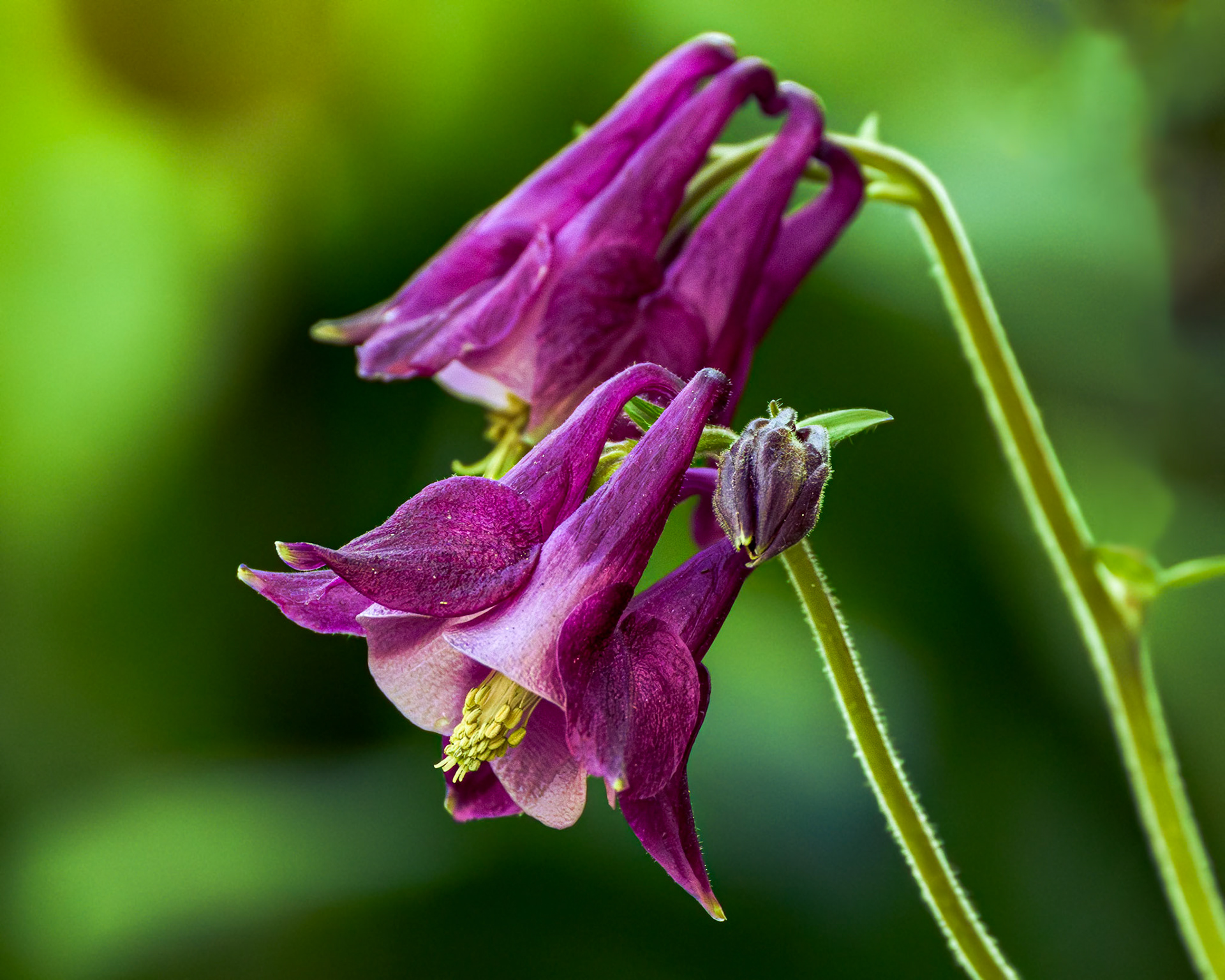 Columbine 3, Brunswick County Botanical Gardens