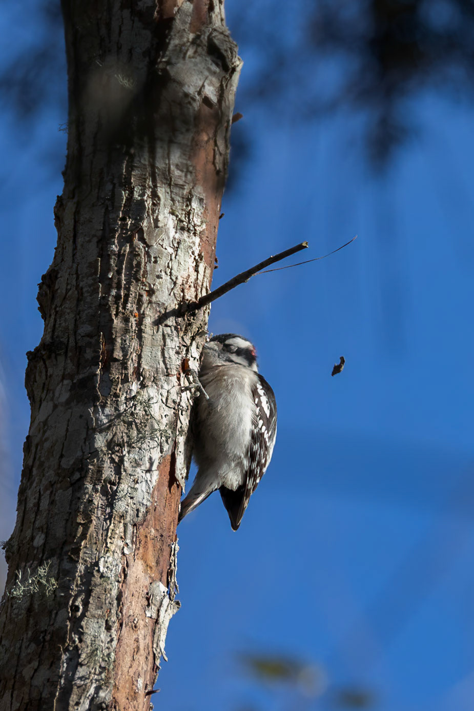Downy woodpecker 6, Huntington Beach State Park, SC, Huntington Beach State Park, SC