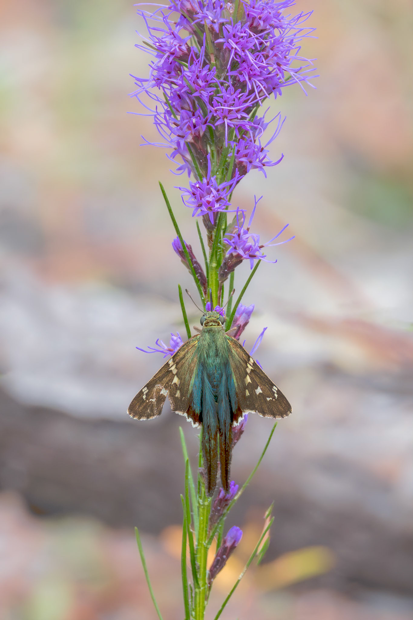 Long tailed skipper 12, Green Swamp Preserve