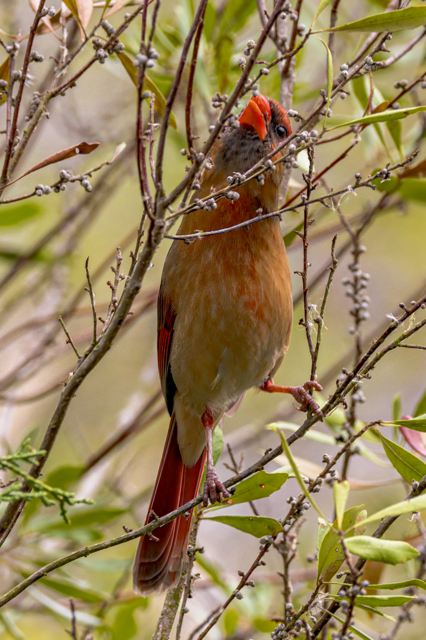 Female cardinal 9, Huntington Beach State Park, SC
