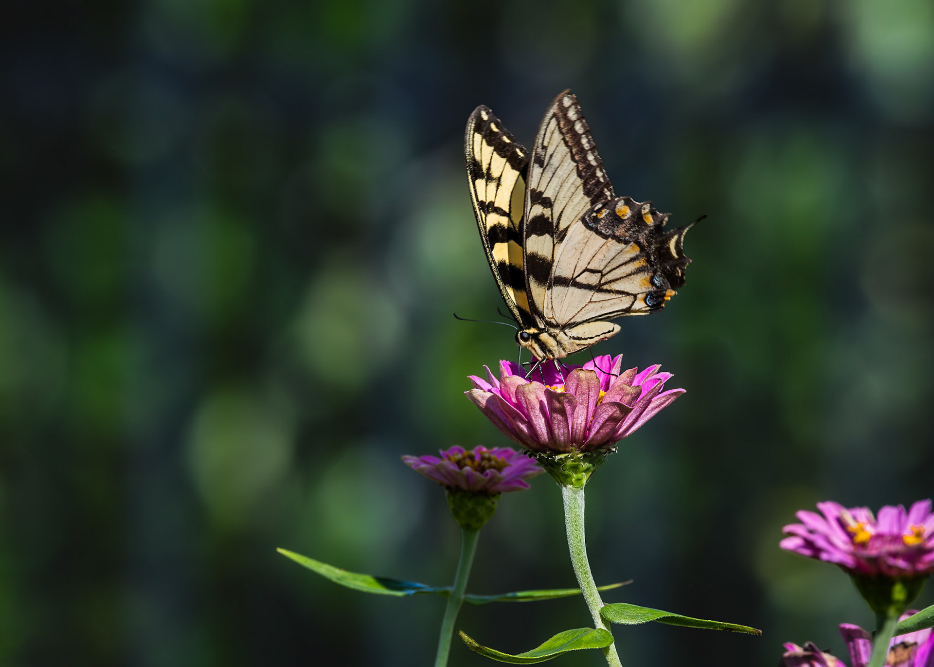 Eastern tiger swallowtail 5, Private home in Calabash, NC
