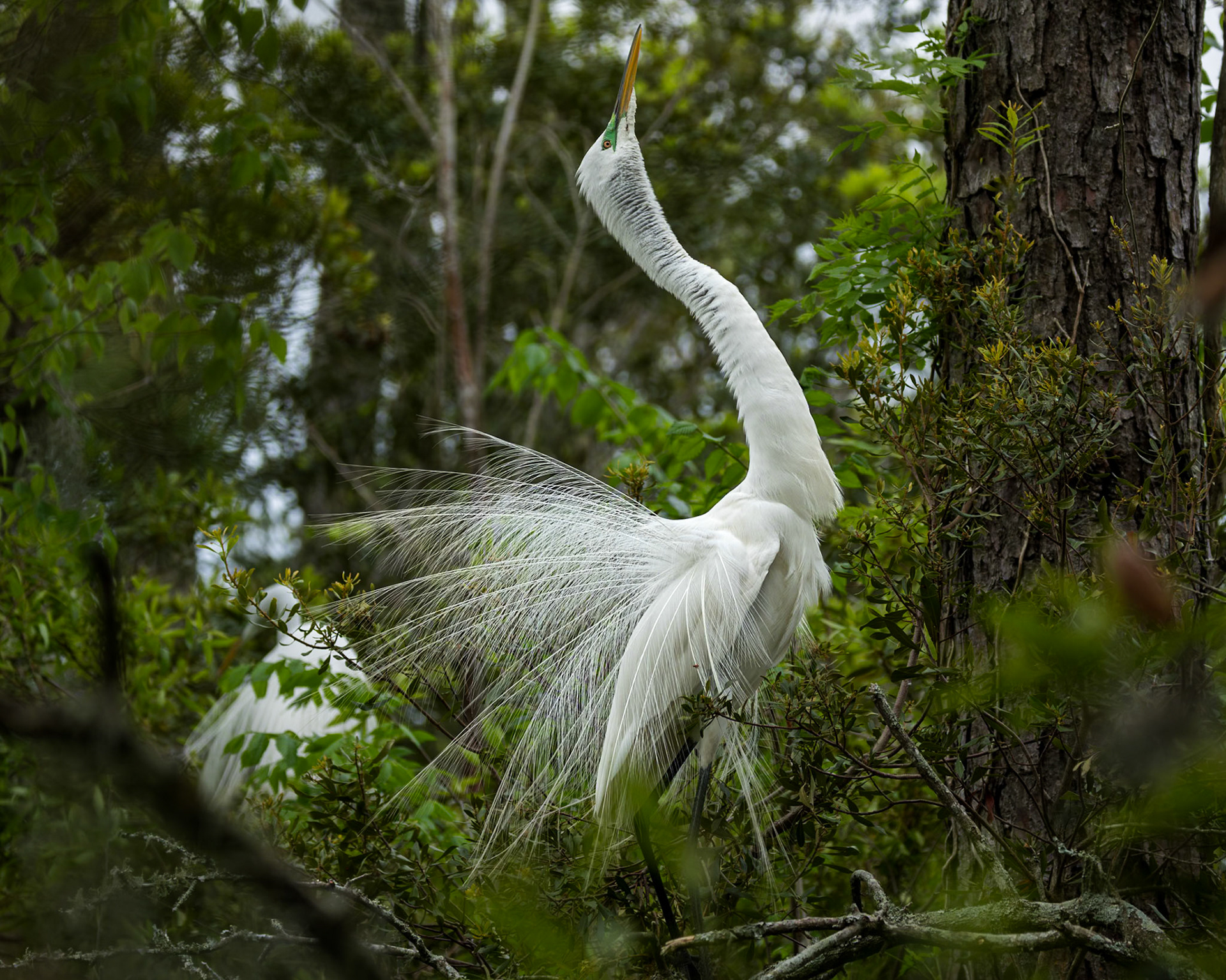 Great egret 87, Huntington Beach State Park