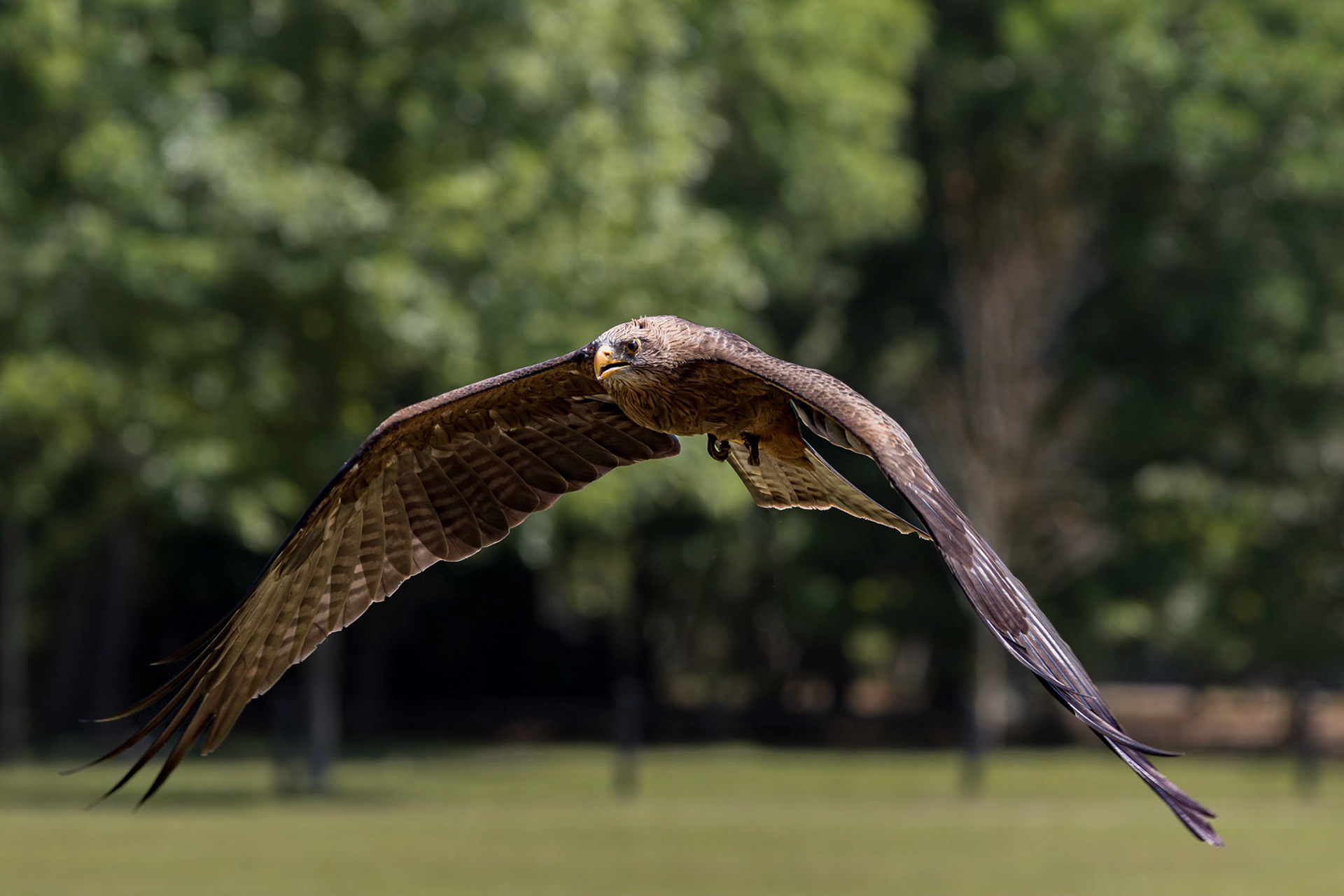 African kite 1, The Center for Birds of Prey, Awendaw, SC