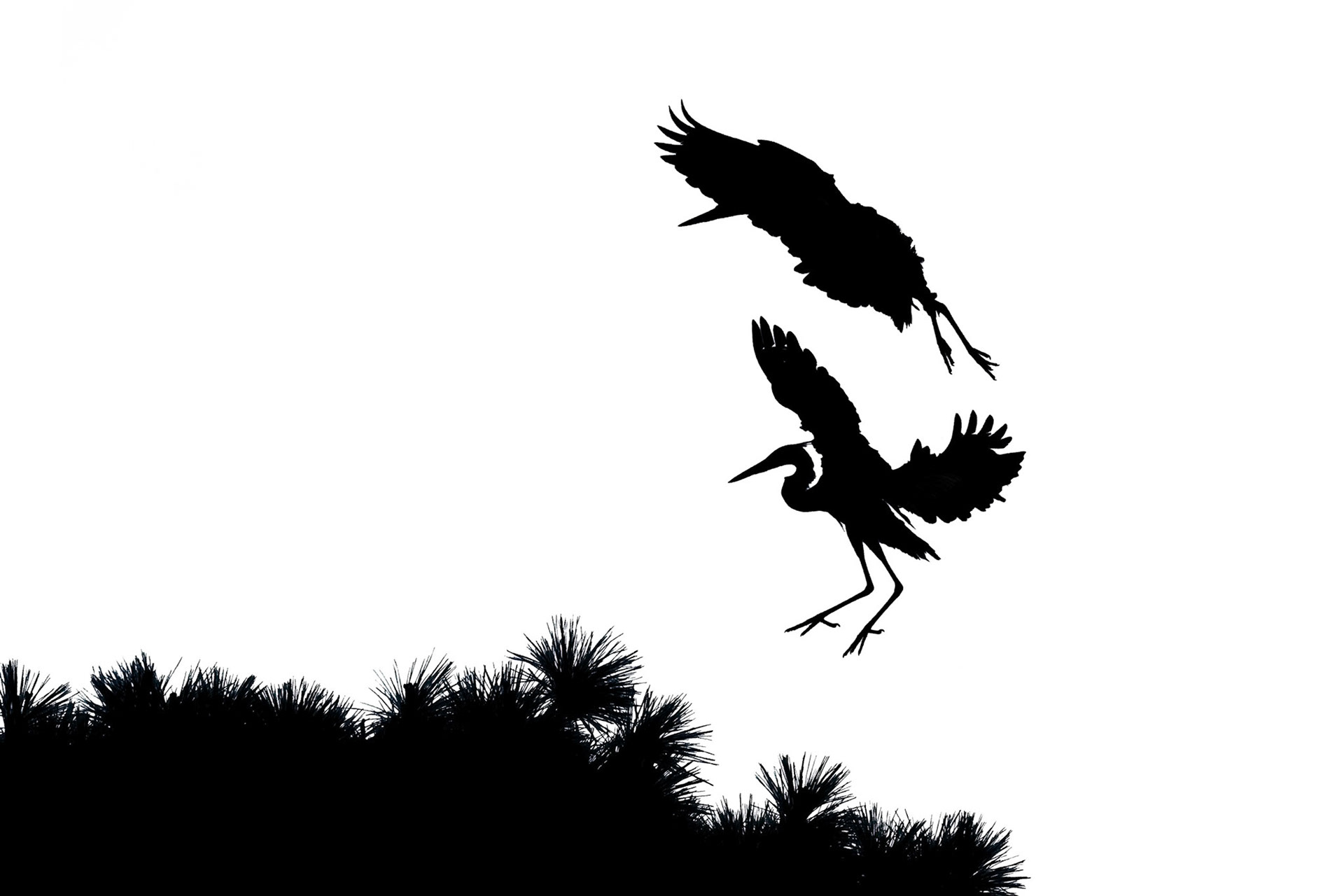 Rookery 27, Sea Trail