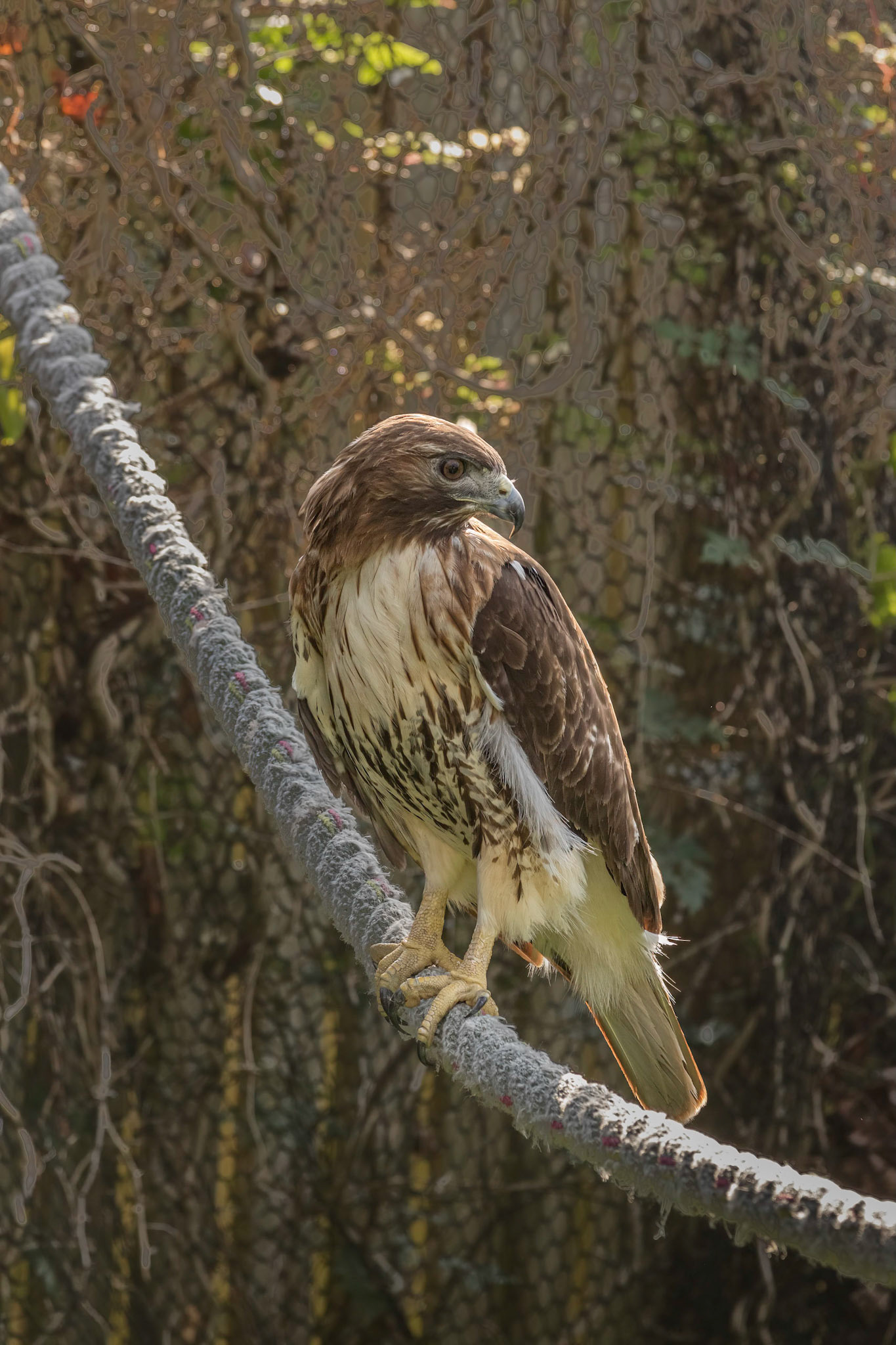 Red tailed hawk 2, Sea Biscuit Wildlife Shelter