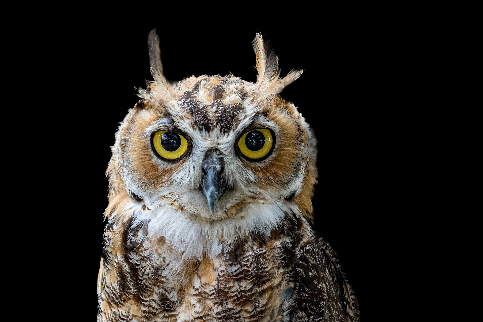 Hootsie 12, Great Horned Owl Juvenile, Sea Biscuit Wildlife Shelter