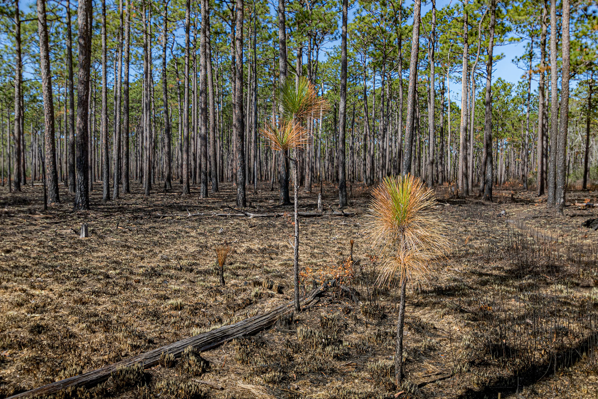 Greenswamp Pine Barren 2