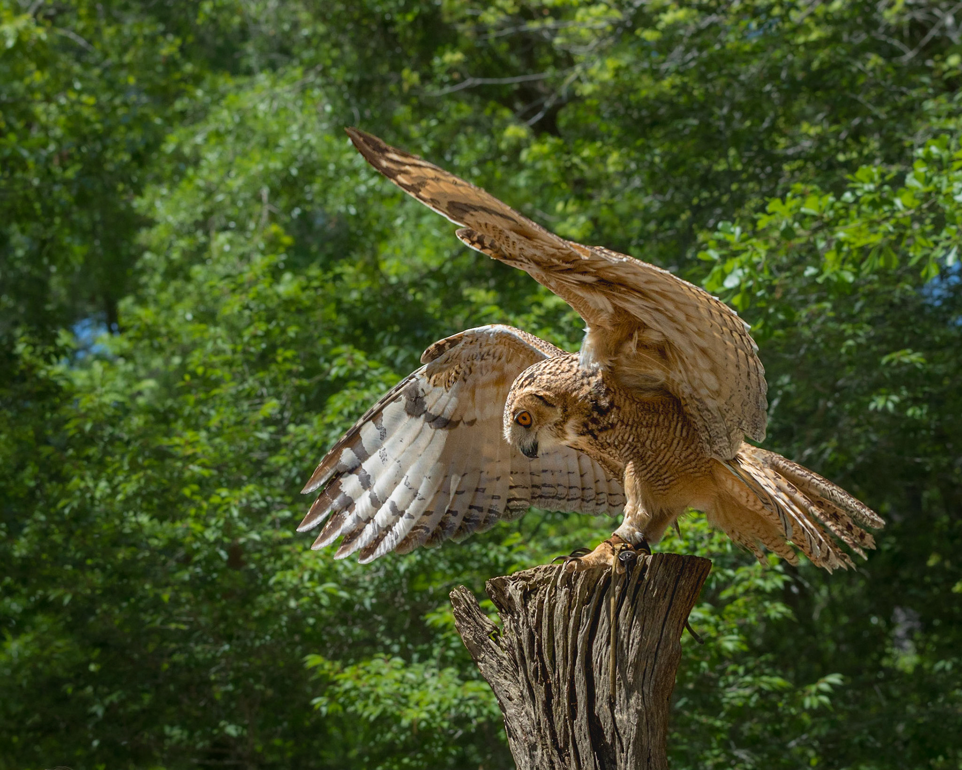 Dessert eagle owl 5, The Center for Birds of Prey, Awendaw, SC