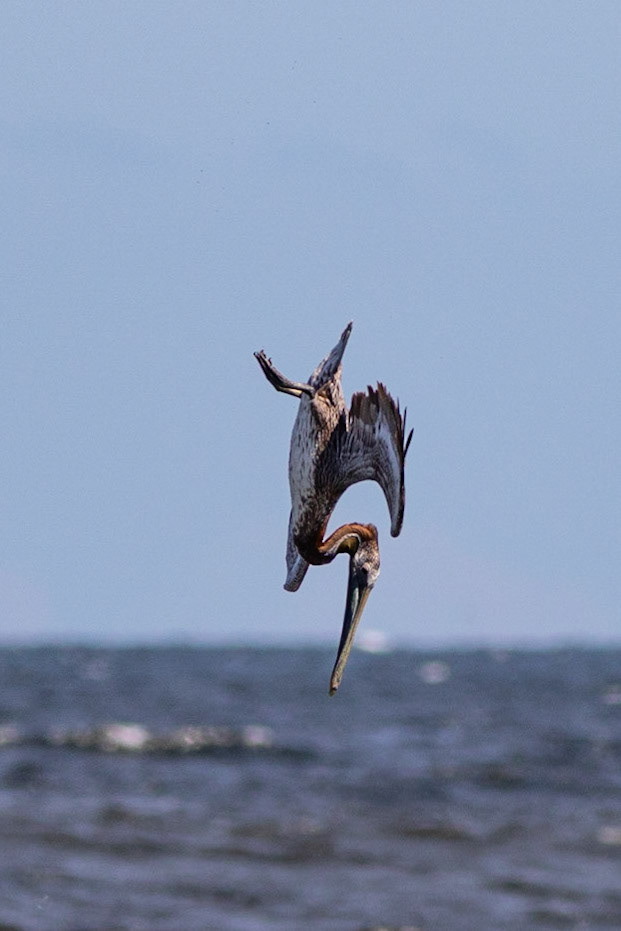 Pelicans Diving 22, OIB