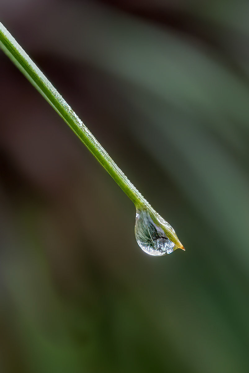 Long leaf pine 2, Green Swamp Preserve