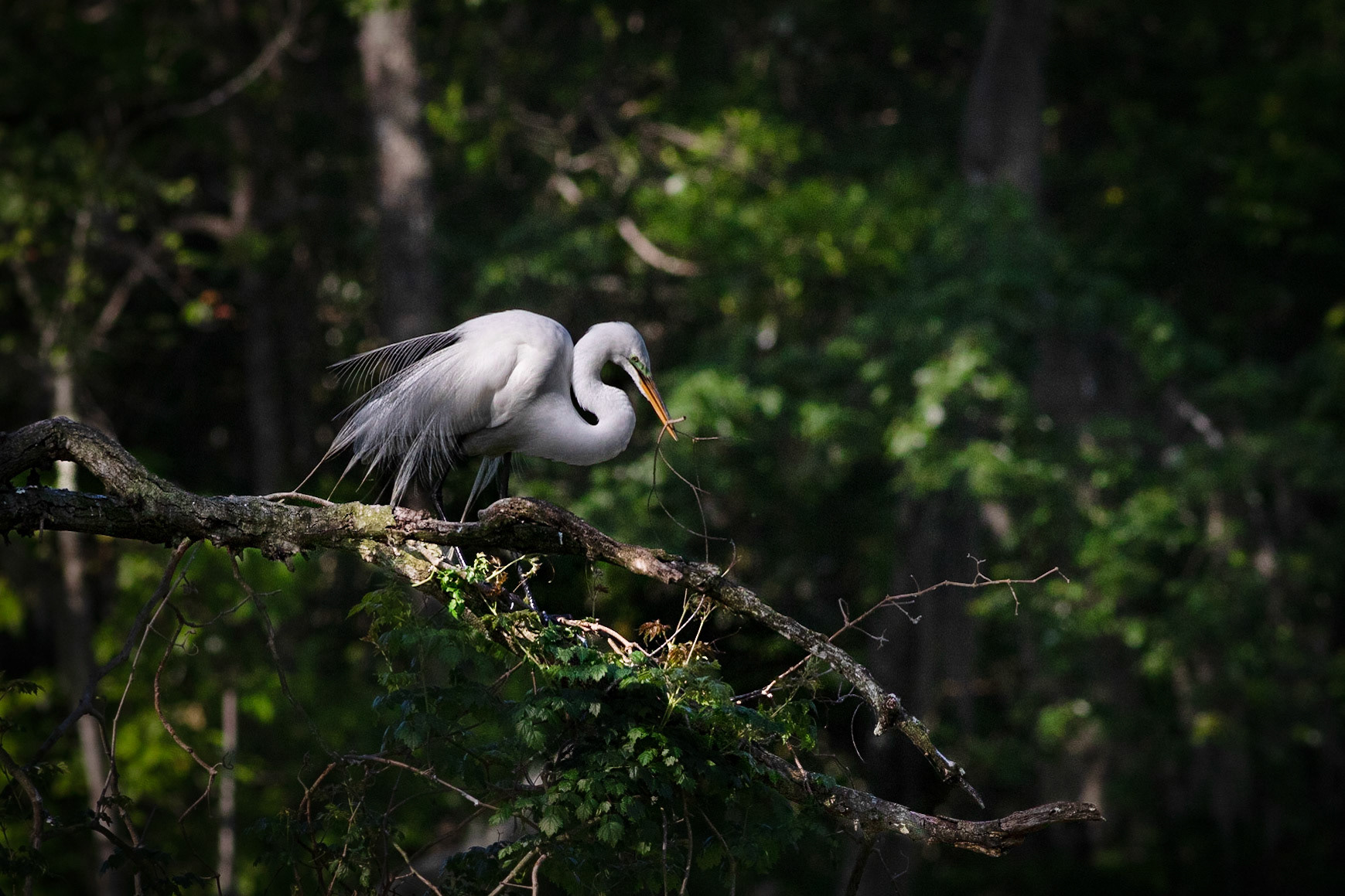 Great egret 51, Magnolia Plantation and Gardens, SCAIR 51
