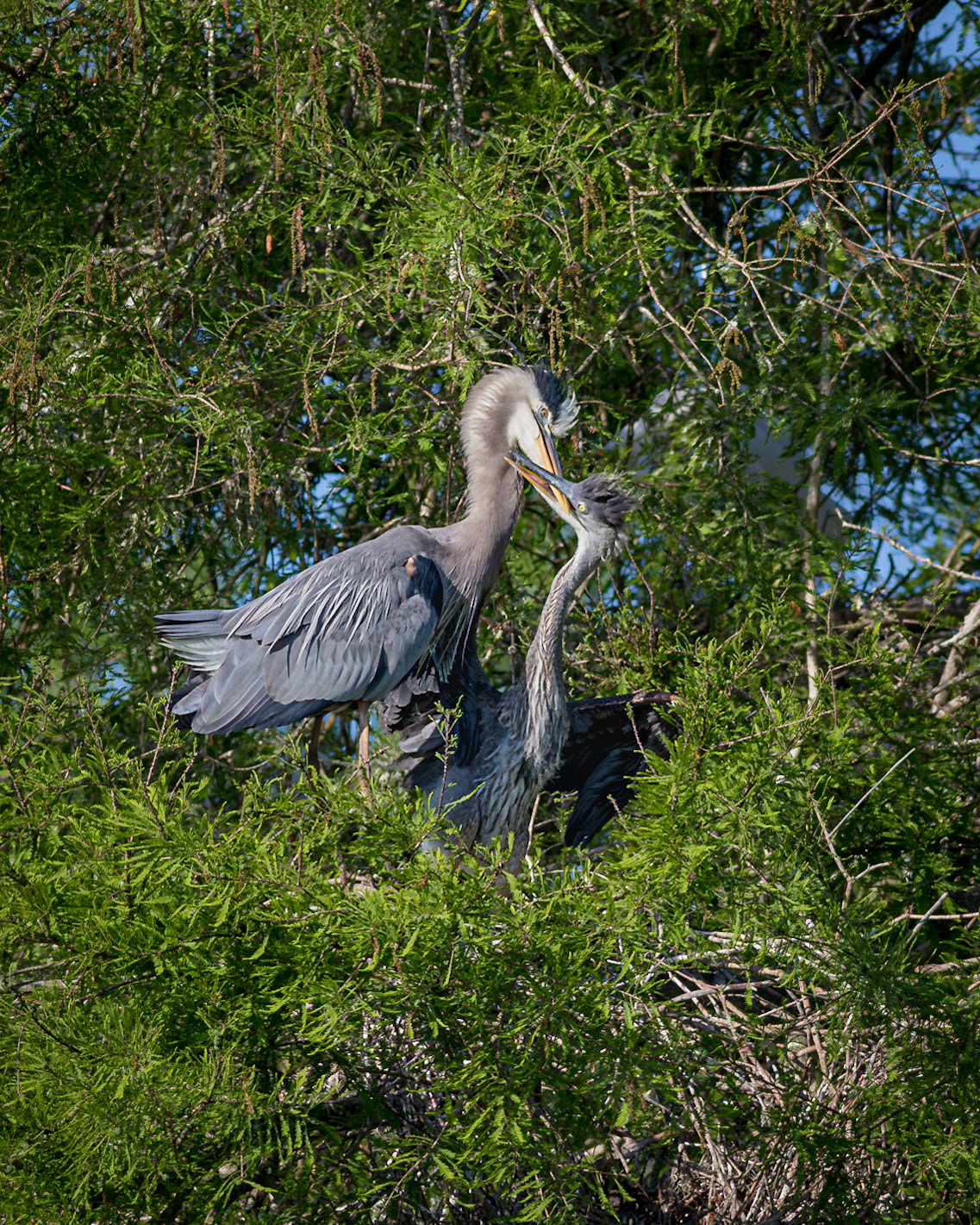 Great blue heron 93, Magnolia Plantation and Gardens