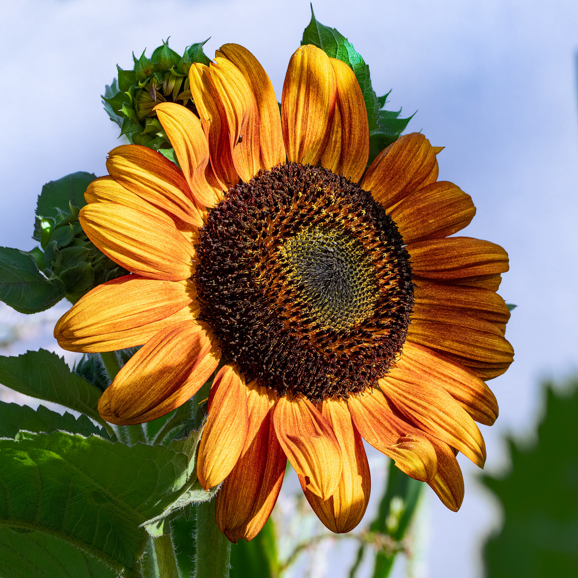 Sunflower 7, Brunswick County Botanical Garden