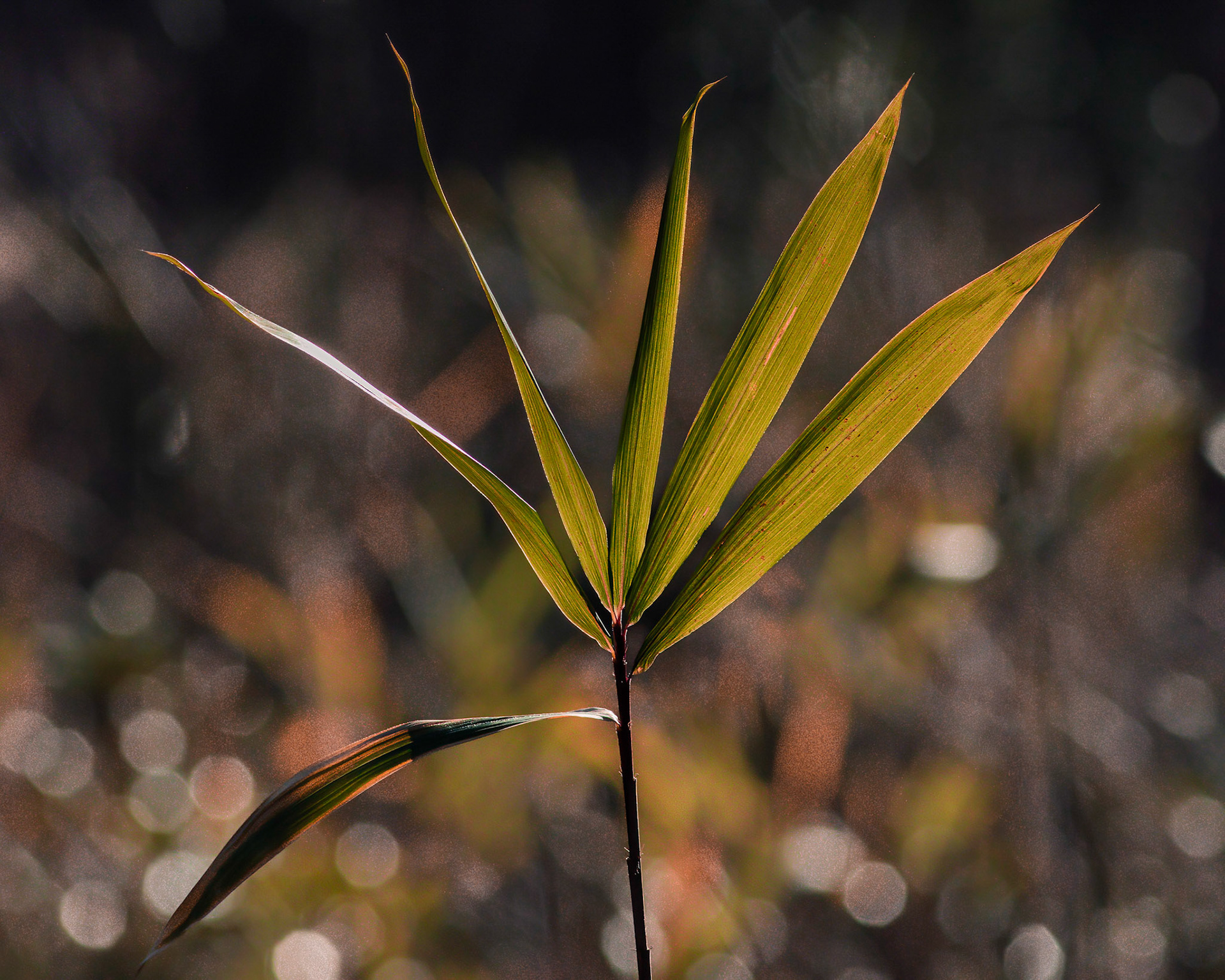 Switch cane 1, Green Swamp Preserve