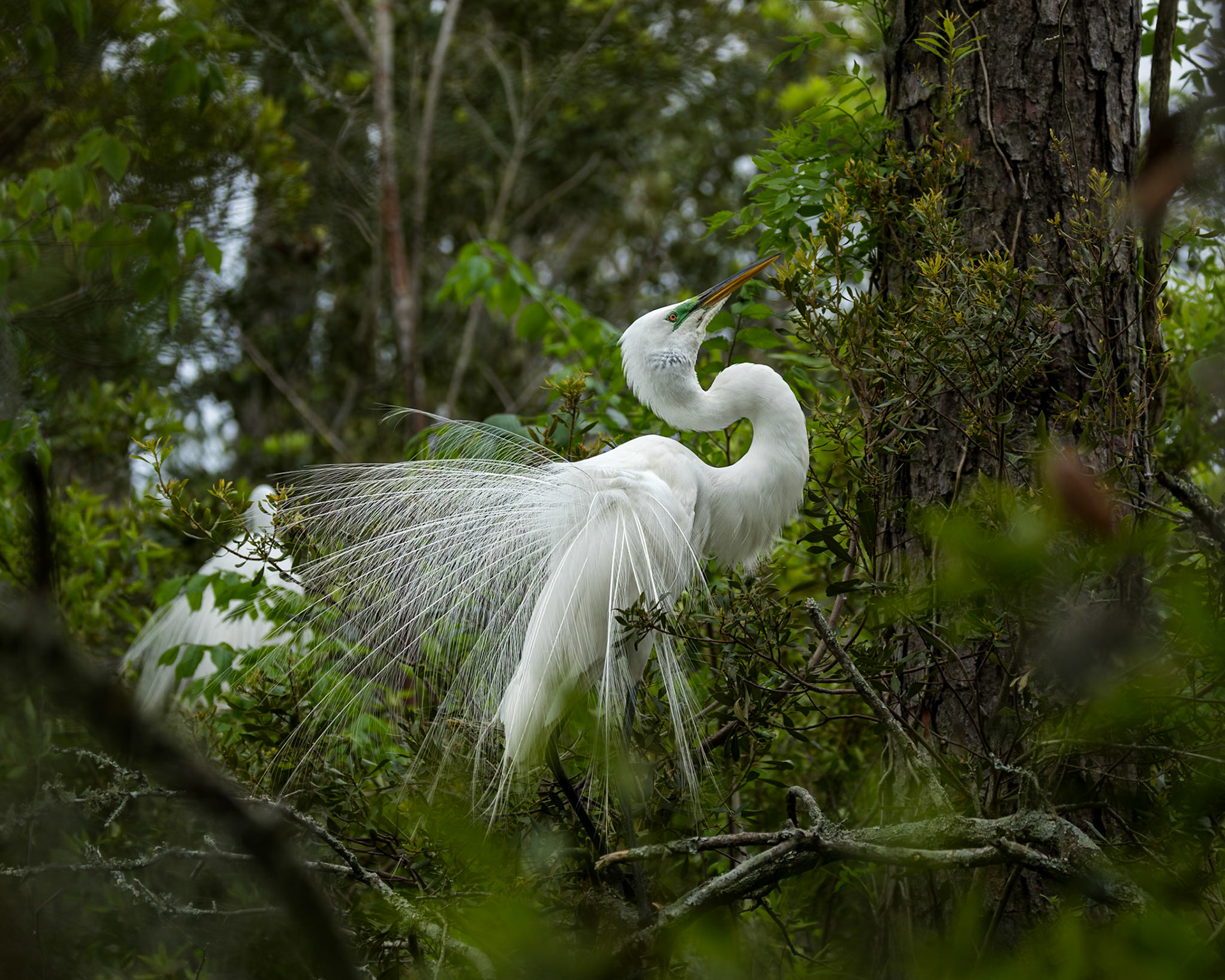 Great egret 85, Huntington Beach State Park