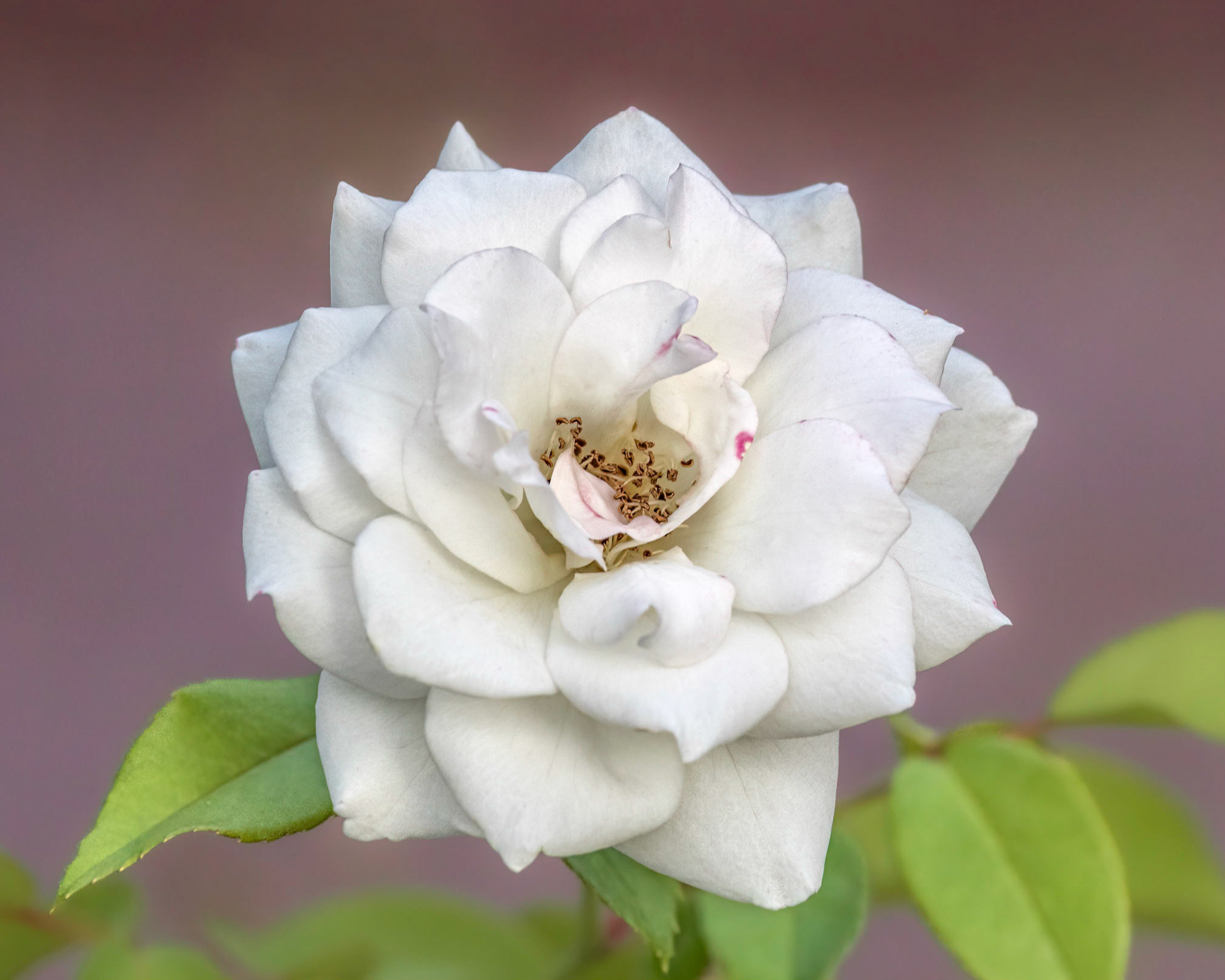 Rose 7, Brunswick County Botanical Gardens