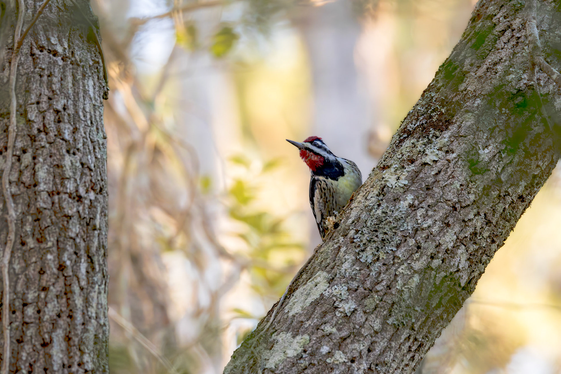 Yellow-bellied sap sucker 4, Huntington Beach State Park, SC