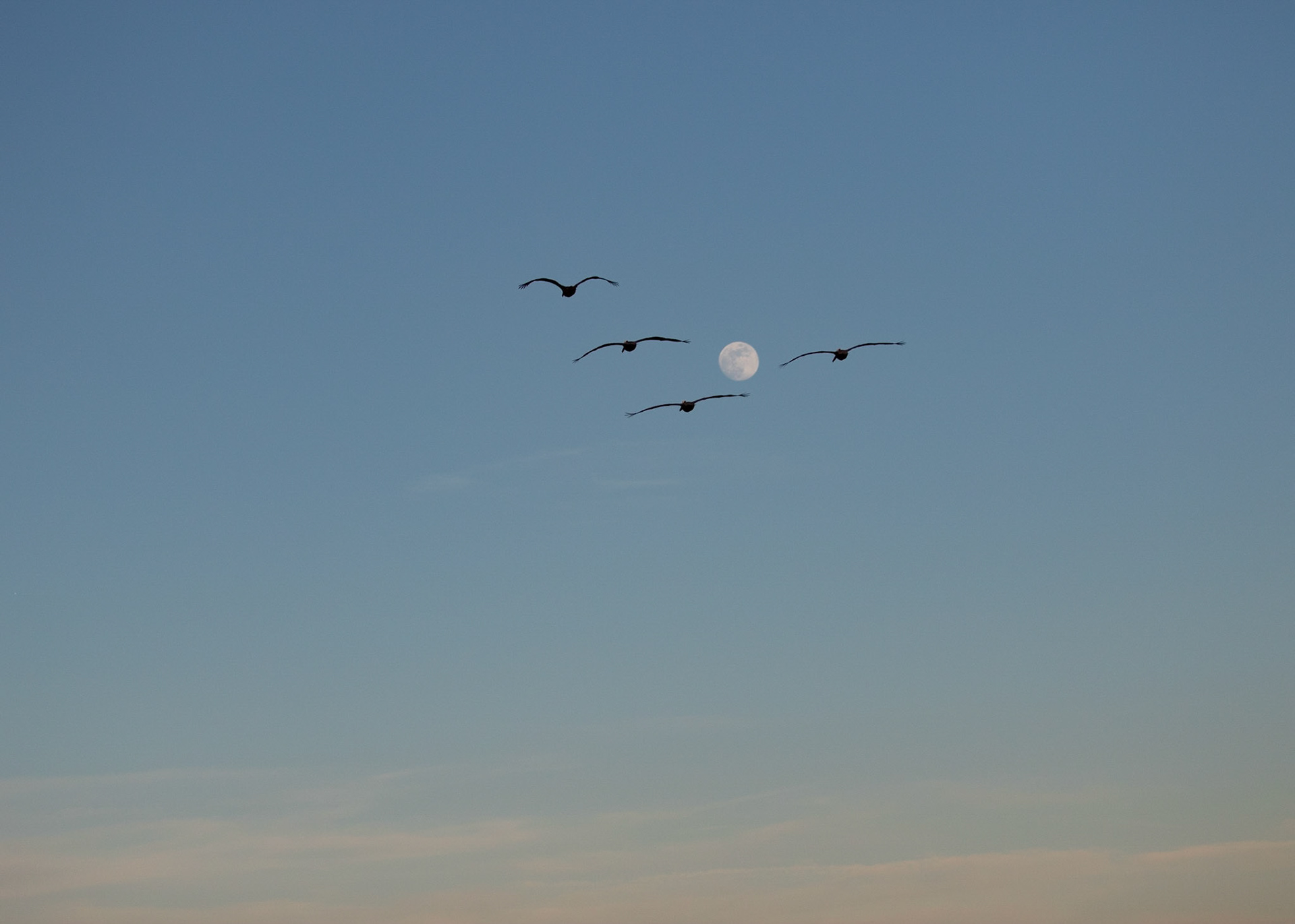 Pelicans 40, OIB
