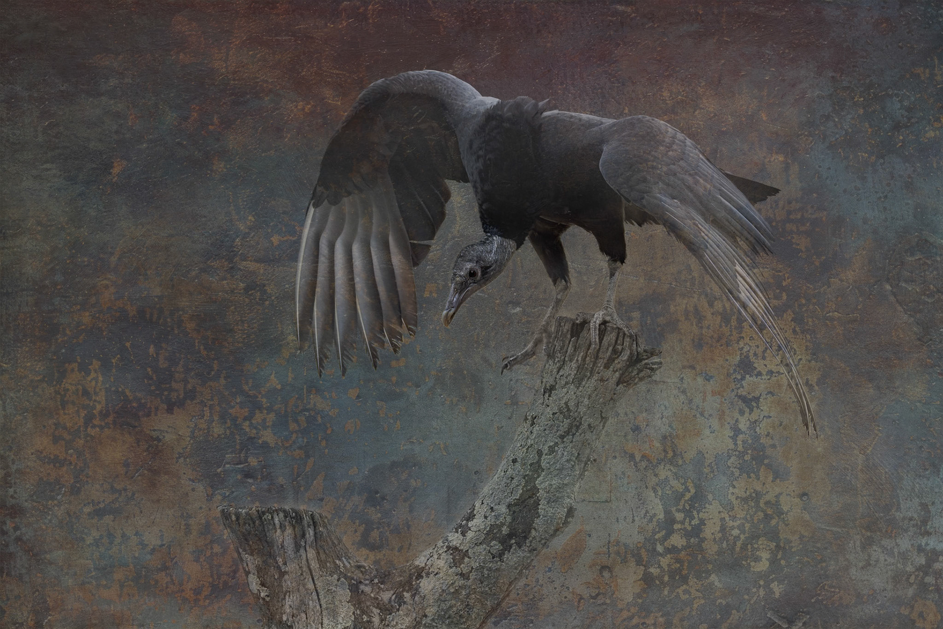 Black vulture 3, Center for Birds of Prey, Awendaw, SC