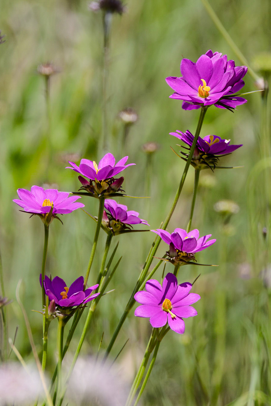 Pinewoods rose gentian 1, Green swamp area